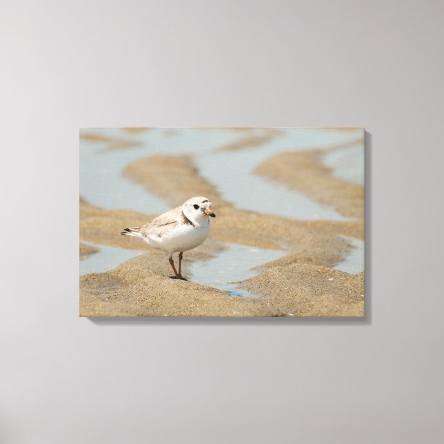 Piping Plover Canvastryck (Framsida)