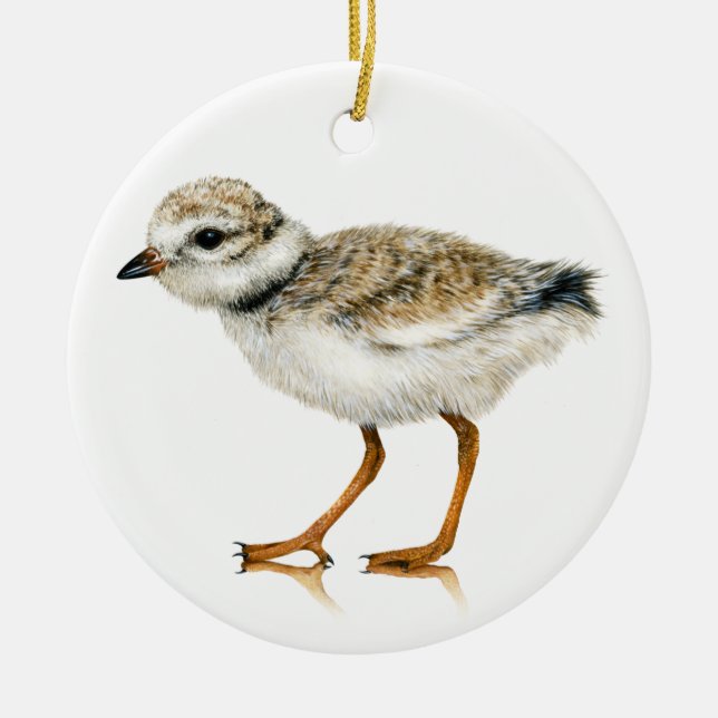 Piping Plover Chick Ornament (Framsidan)
