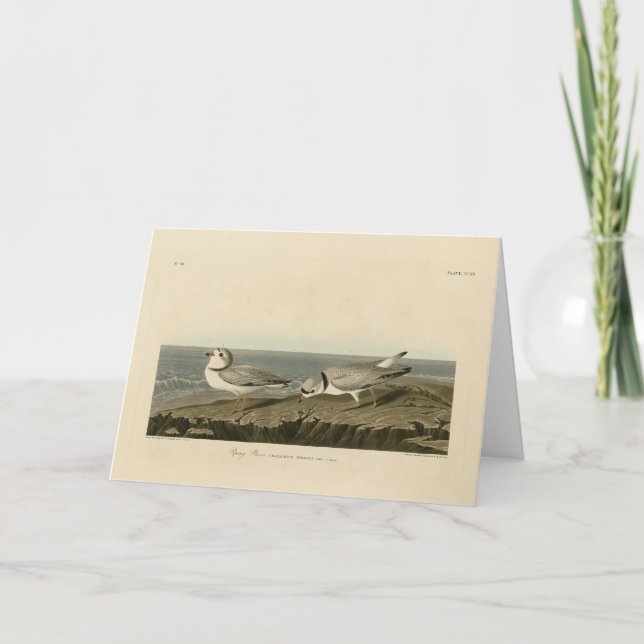 Piping Plover från Audubon's Birds of America Kort (Framsida)