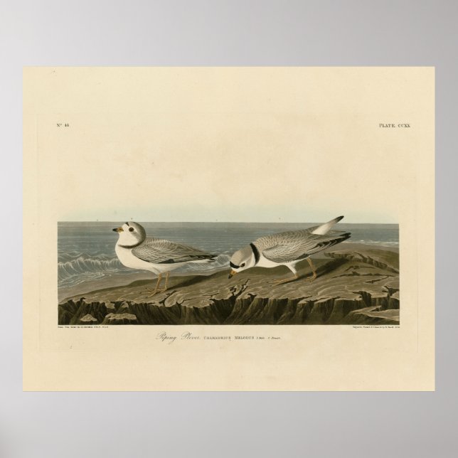 Piping Plover från Audubon's Birds of America Poster (Framsidan)