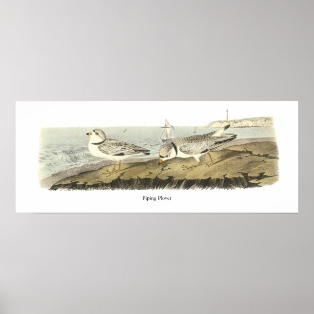 Piping Plover, John Audubon Poster (Framsidan)