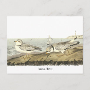 Piping Plover, John Audubon Vykort