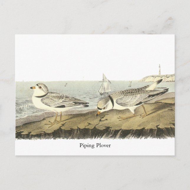 Piping Plover, John Audubon Vykort (Framsida)