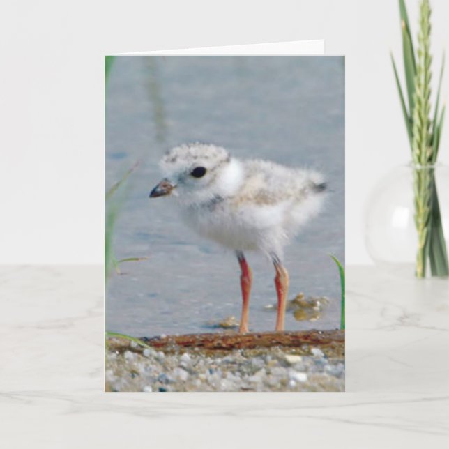 Piping Plover Kort (Framsida)