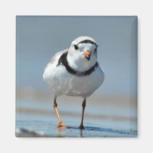 Piping Plover Magnet (Framsidan)