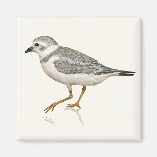 Piping Plover Magnet (Framsidan)