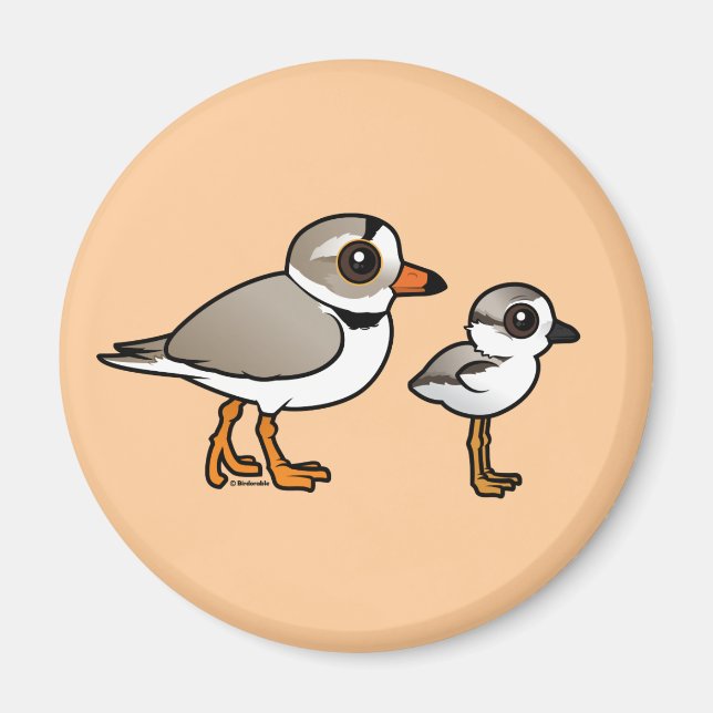 Piping Plover med chick Magnet (Framsidan)