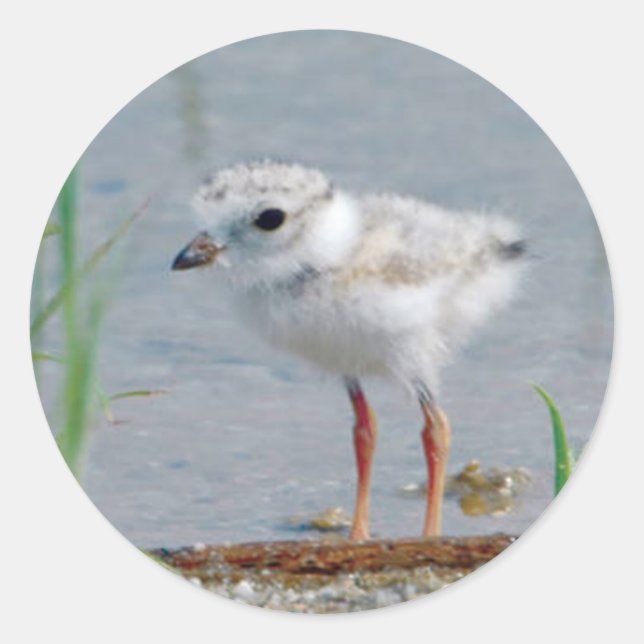 Piping Plover Runt Klistermärke (Framsida)