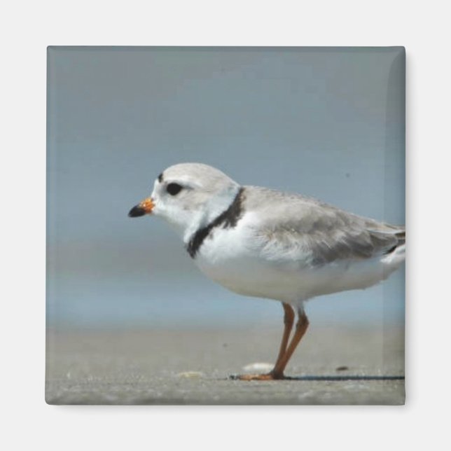 Piping Plover som går på stranden Magnet (Framsidan)