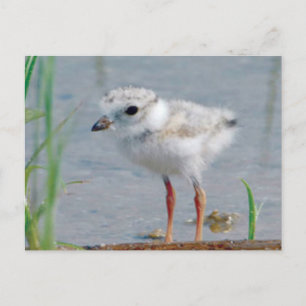 Piping Plover Vykort