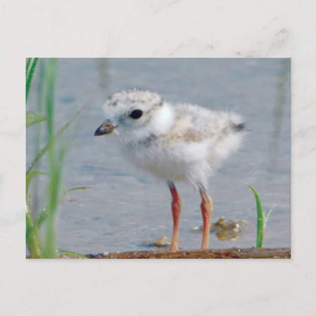 Piping Plover Vykort (Framsida)