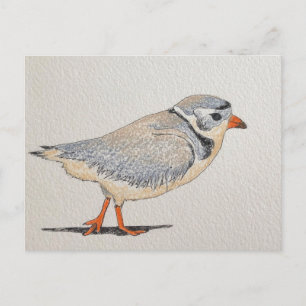 Piping Plover Vykort