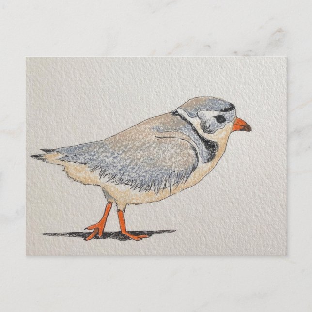 Piping Plover Vykort (Framsida)