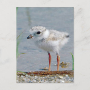 Piping Plover Vykort