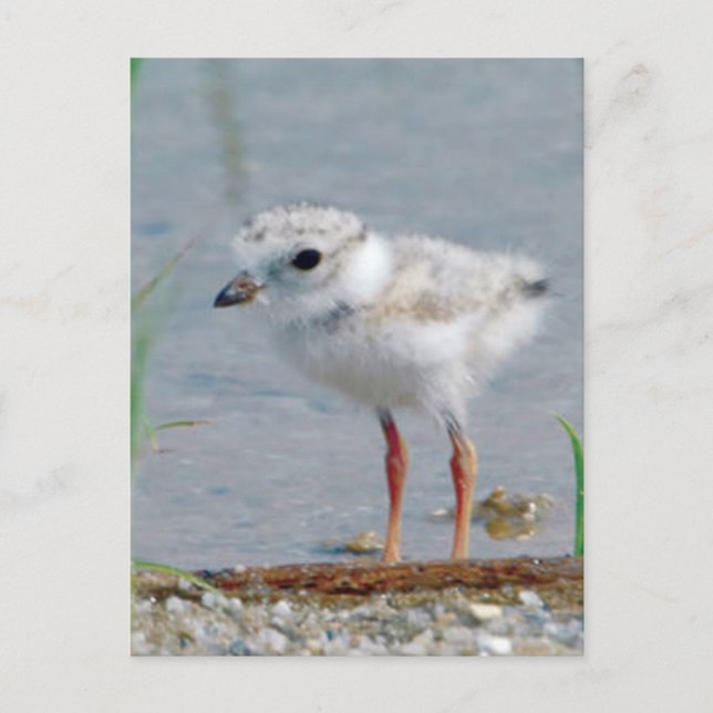 Piping Plover Vykort (Framsida)