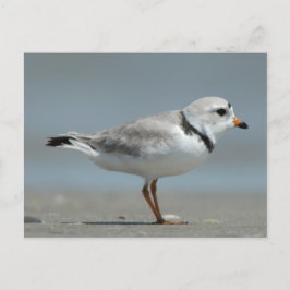 Piping Plover Vykort