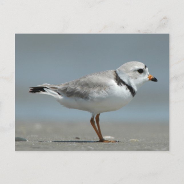 Piping Plover Vykort (Framsida)