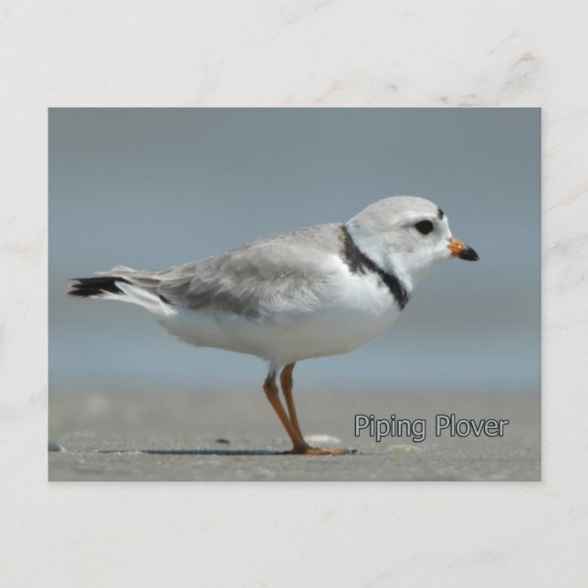 Piping Plover Vykort (Framsida)