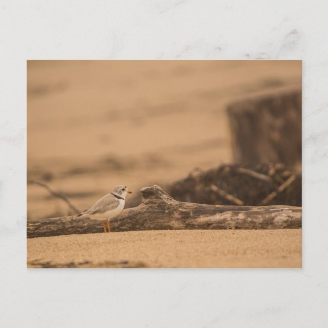 Piping Plover-vykort Vykort (Framsida)