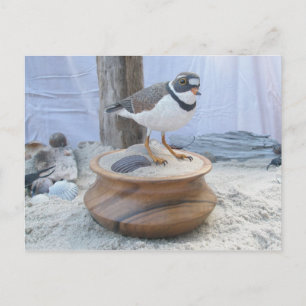 Piping Plover Woodcarving Postcard Vykort