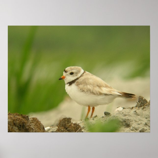 Pipng Plover Poster (Framsidan)