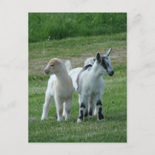 Pippi och Grått Vykort