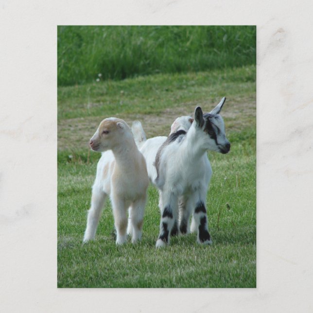 Pippi och Grått Vykort (Framsida)