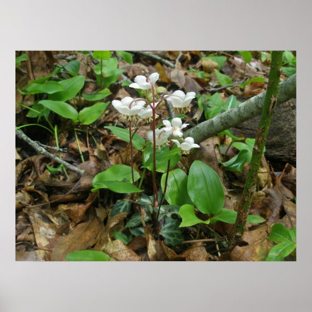 Pipsissewa (Wintegreen) Poster (Framsidan)