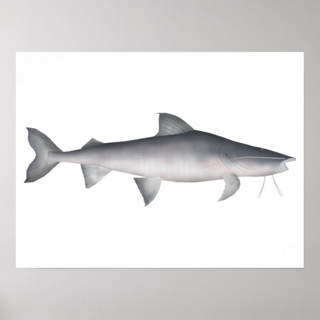 Piraiba Poster (Framsidan)