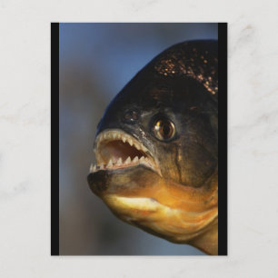 Piranha Close-Up Vykort