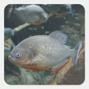 Piranha-fisk som simmar med färg-foto fyrkantigt klistermärke