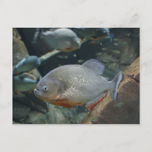 Piranha-fisk som simmar med färg-foto vykort