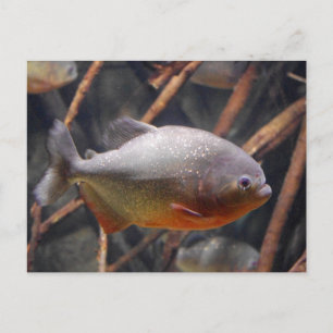 Piranha - Onocent Tittar brun fisk Vykort
