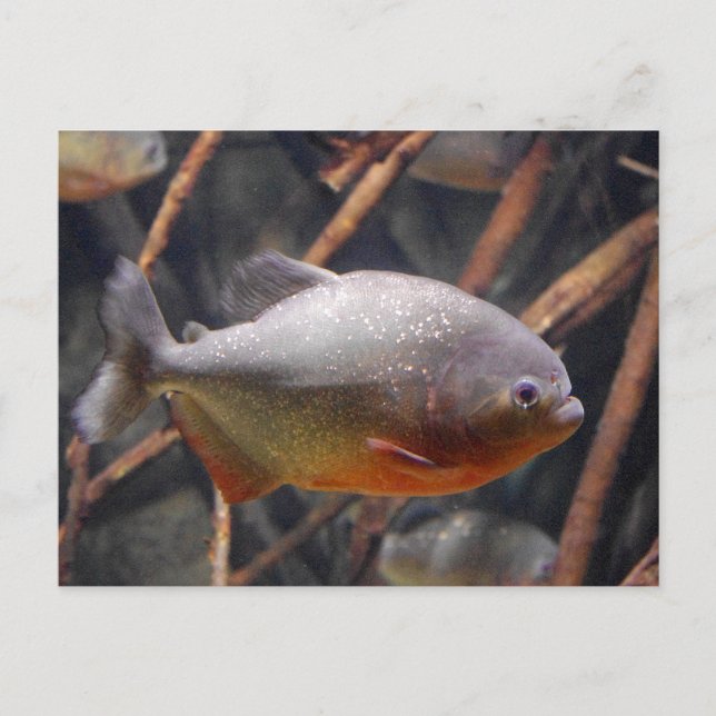 Piranha - Onocent Tittar brun fisk Vykort (Framsida)