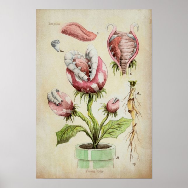 Piranha Plant Botanical Illustration Poster (Framsidan)