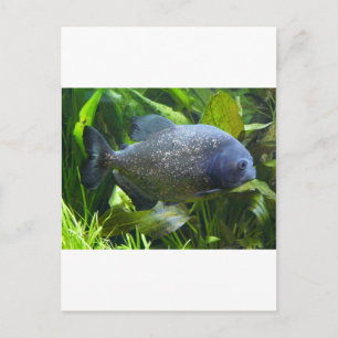 piranha vykort