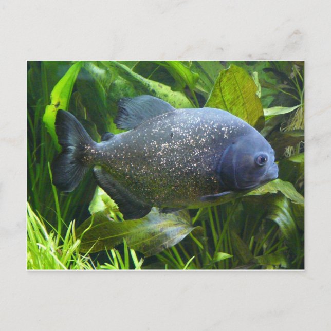 piranha vykort (Framsida)
