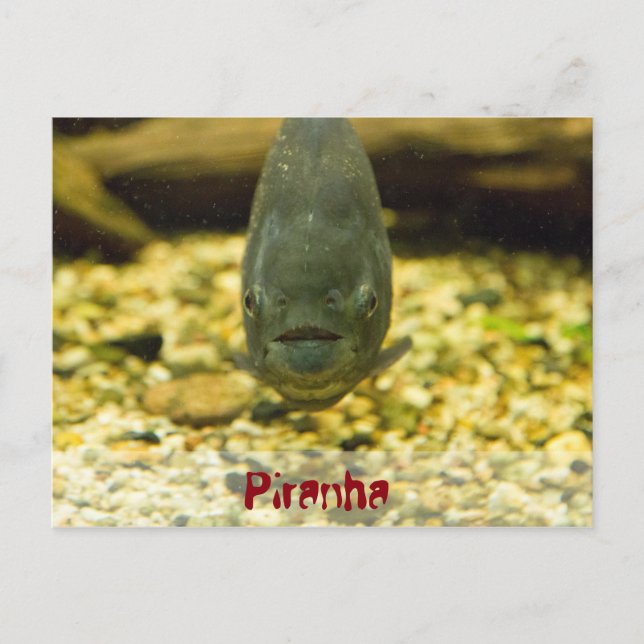 piranha vykort (Framsida)