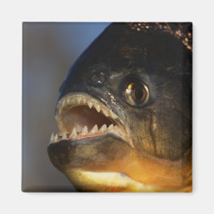 Piranhanärbild Magnet