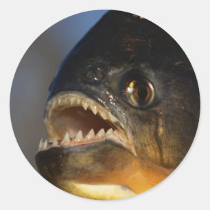 Piranhanärbild Runt Klistermärke