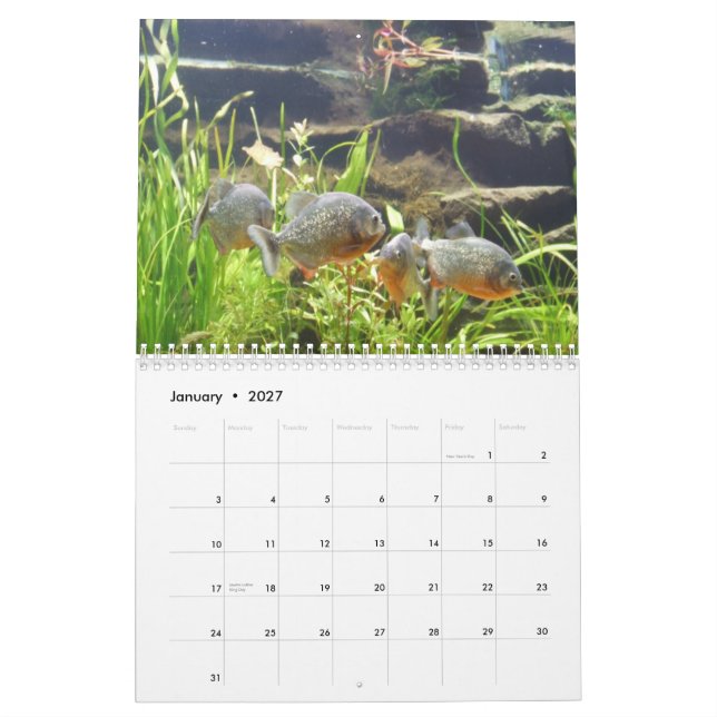 Piranhasväggkalender Kalender (Jan 2027)