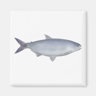 Pirapitinga Magnet