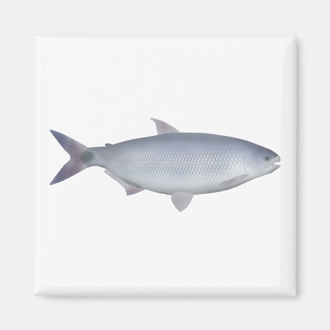 Pirapitinga Magnet (Framsidan)