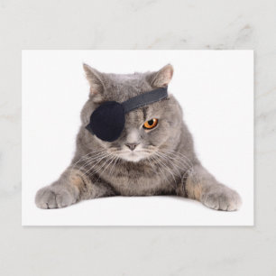 Pirat Cat Vykort