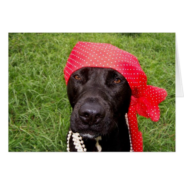 Pirat hund, svart lab, rödhöns, grönt hälsningskort (Framsidan Horizontal)