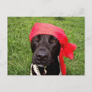 Pirat hund, svart lab, rödhöns, grönt vykort