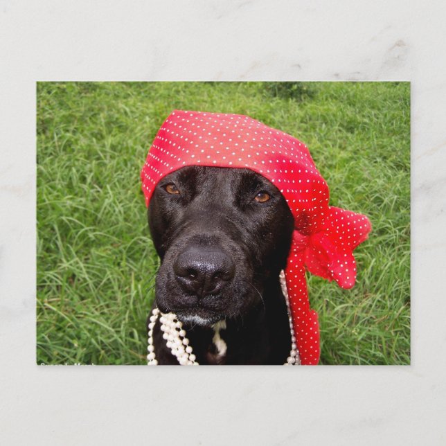 Pirat hund, svart lab, rödhöns, grönt vykort (Framsida)
