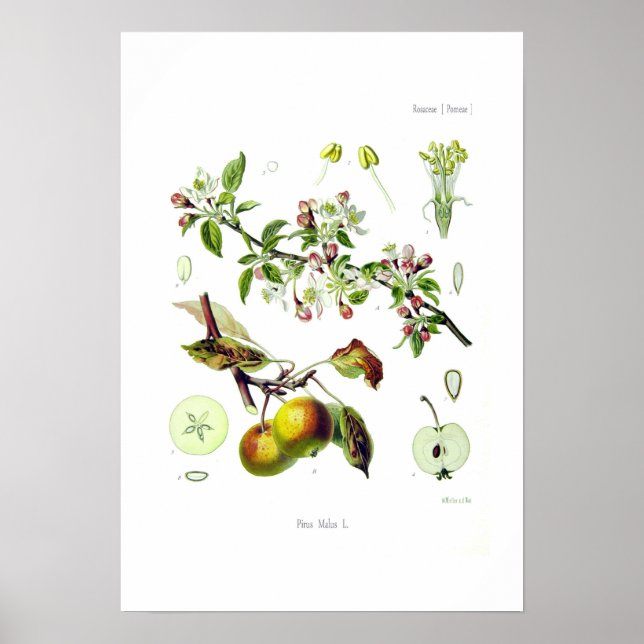 Pirus malus (Malus domestica) Poster (Framsidan)