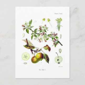 Pirus malus (Malus domestica) Vykort