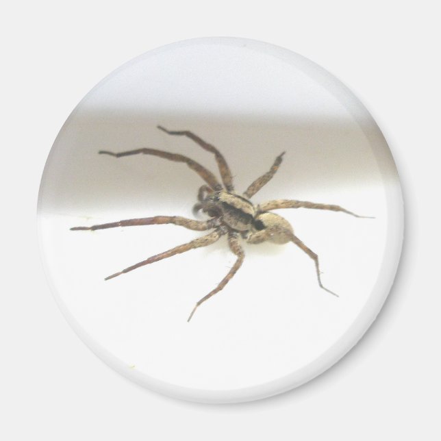 Pisaurana mira Male Magnet (Framsidan)